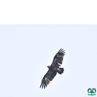 گونه عقاب خالدار کوچک Lesser Spotted Eagle